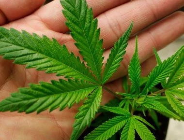 ΚΕΘΕΑ: «Υπερδιπλασιάστηκαν οι εξαρτημένοι από κάνναβη την τελευταία δεκαετία»